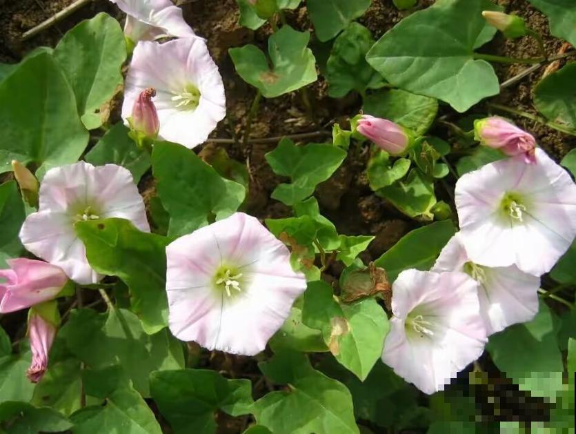 这些植物名字很难听，我都叫不出口，但是开花超级美！