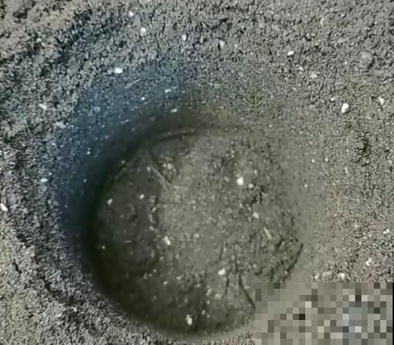 新买的花,套个花盆,成活率100%! 新买的花,套个花盆,成活率100%!