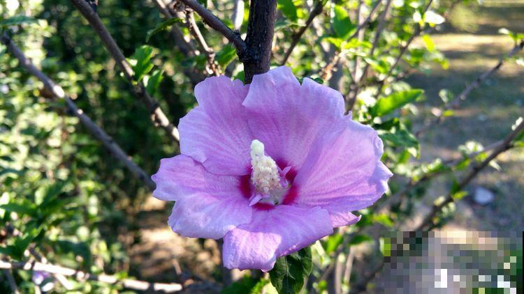 路边的芙蓉葵，一朵花比脸还大，耐旱又好养！