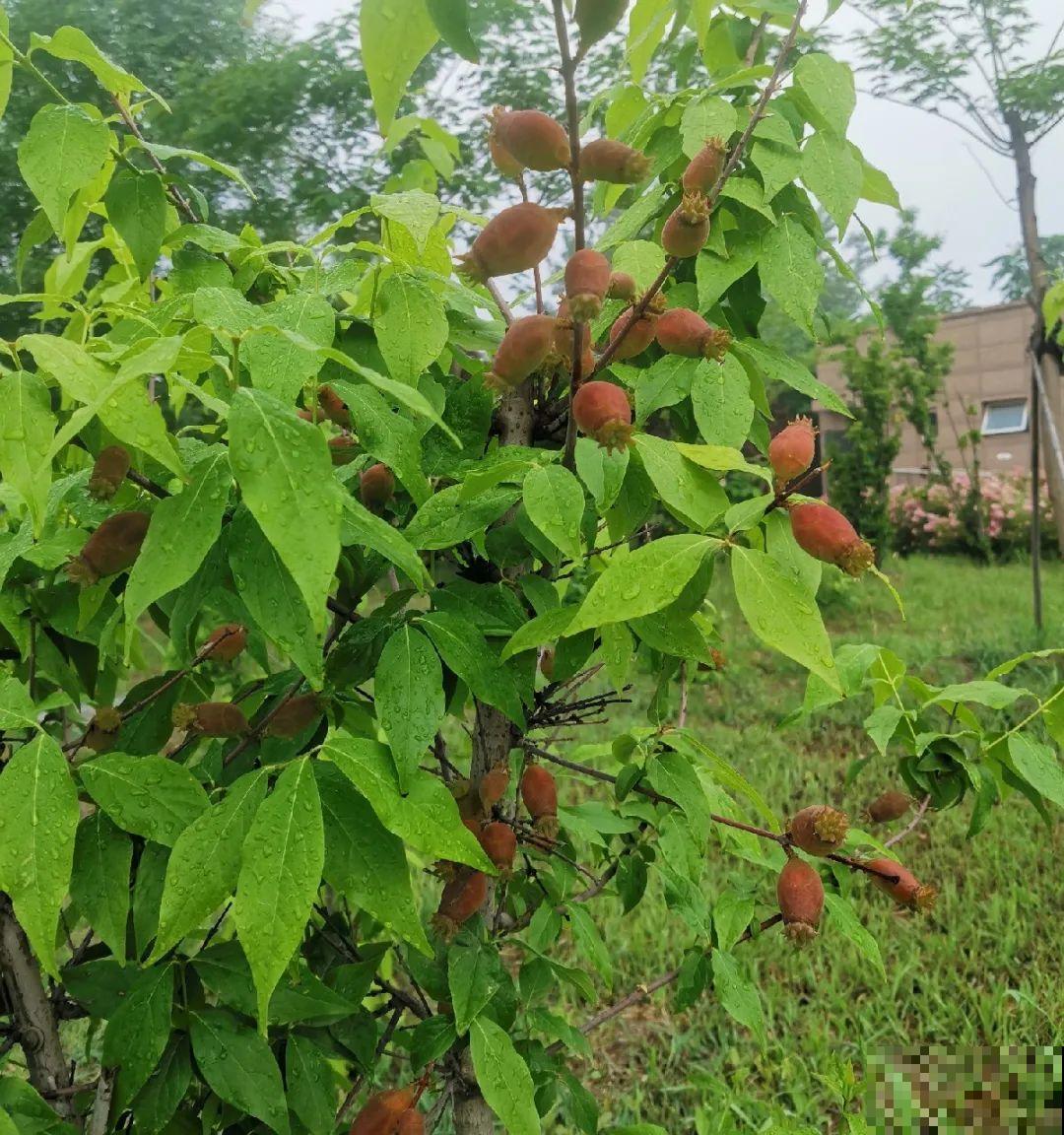 有些花有毒,家里有孩子要注意,不能乱碰 有些花有毒,家里有孩子要注意,不能乱碰