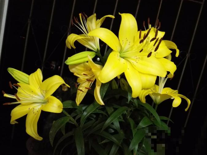 现在别买这种花,种了一年也不开,简直浪费钱! 现在别买这种花,种了一年也不开,简直浪费钱!