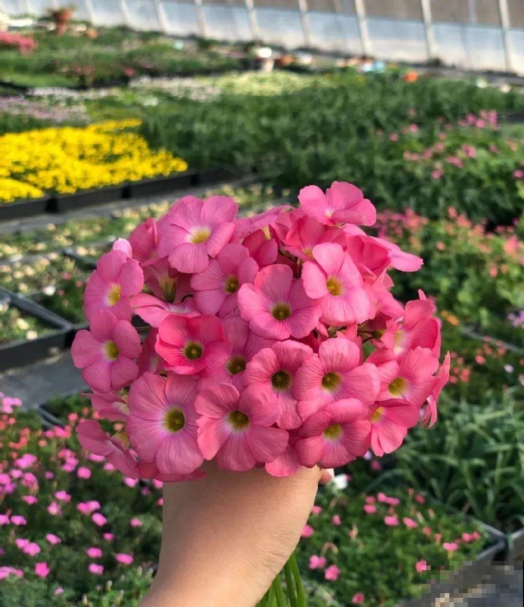 小阳台就养盆酢浆草,开花又爆又好看,多到家里堆不下 小阳台就养盆酢浆草,开花又爆又好看,多到家里堆不下