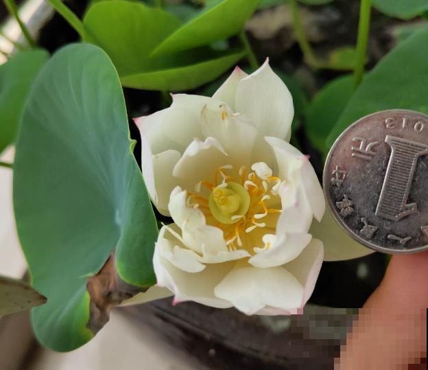 夏天最美的水生花,一个小盆就能养,越晒越好看! 夏天最美的水生花,一个小盆就能养,越晒越好看!