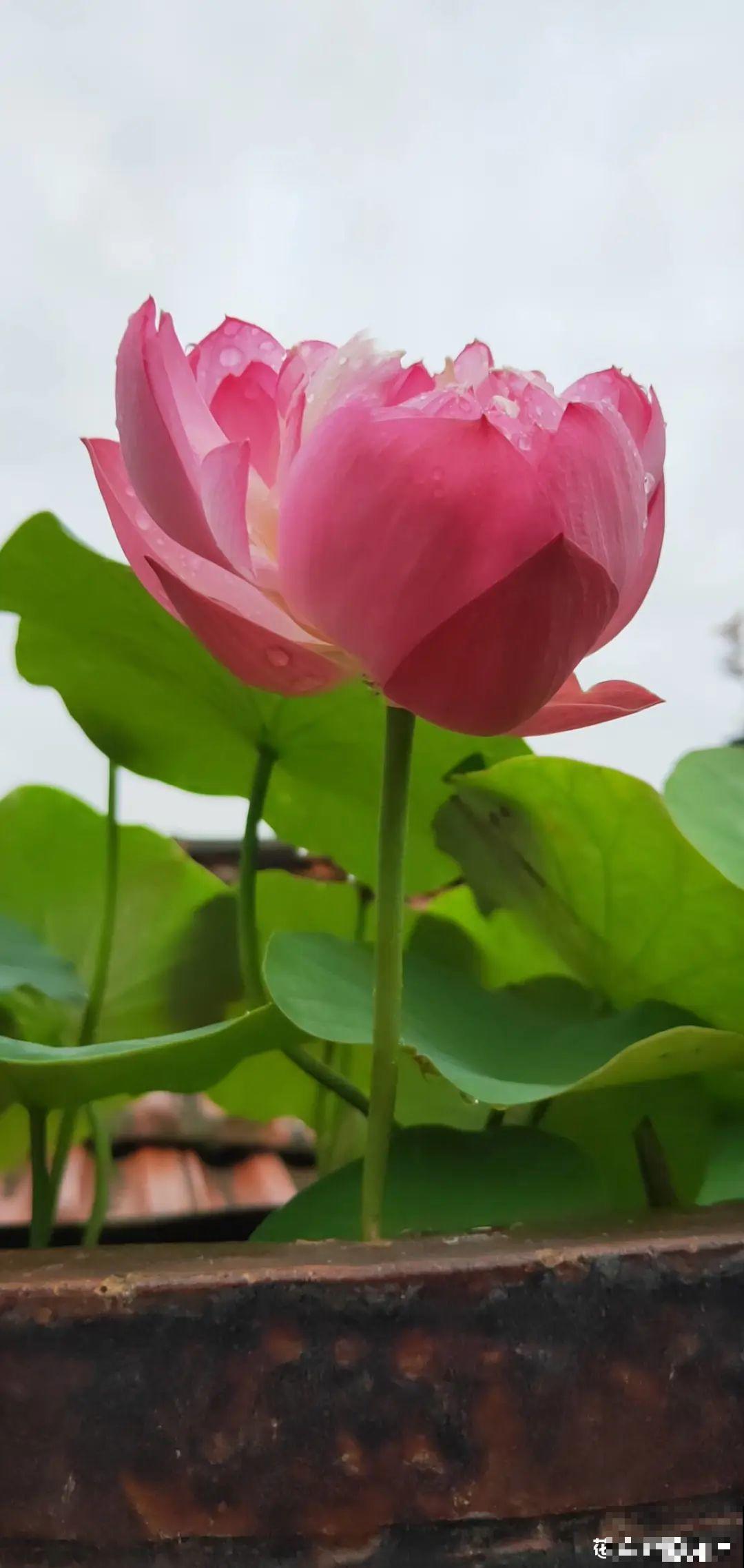 买花要瞪大眼睛，长得太像容易上当，大家要注意