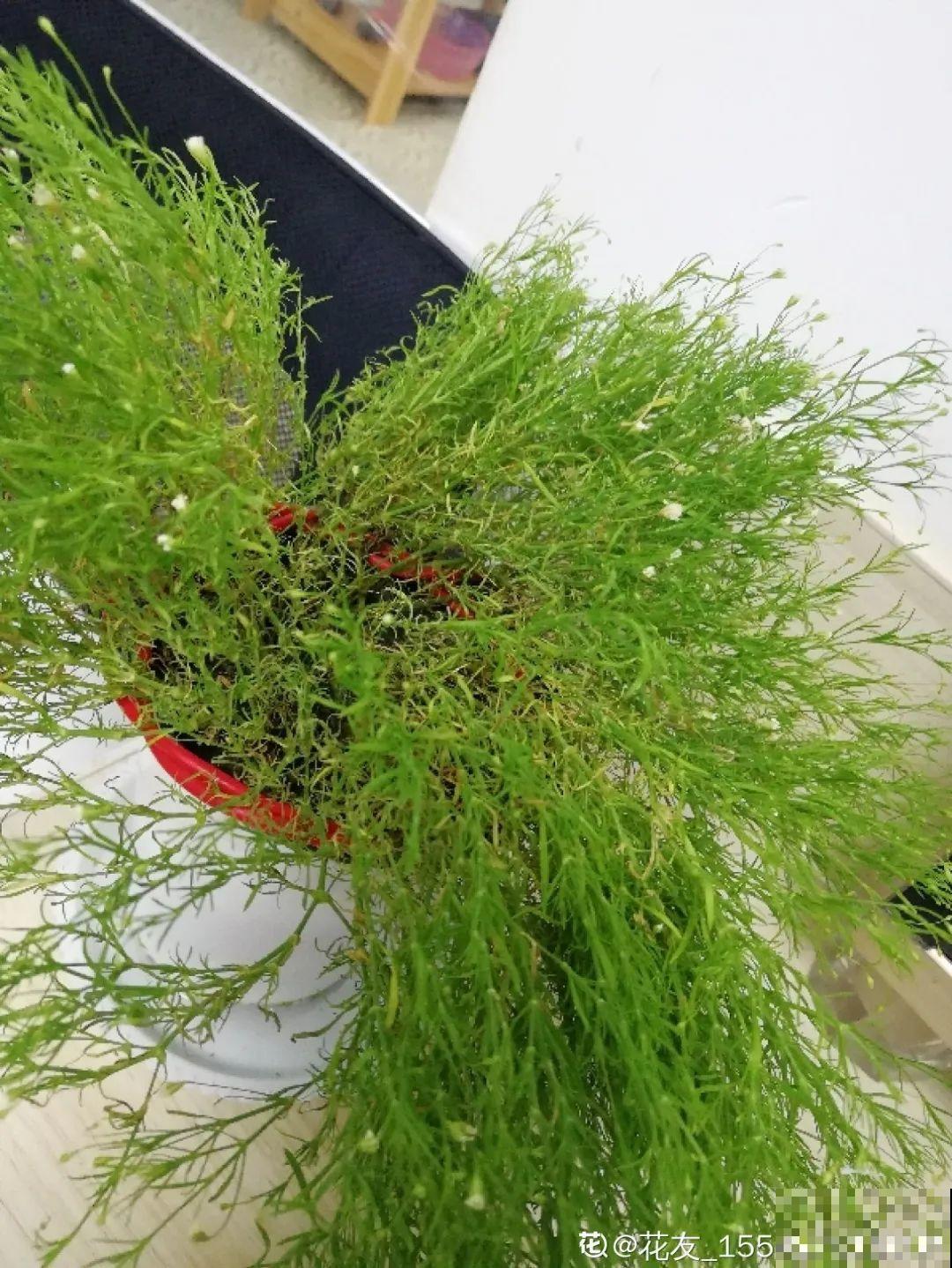 8种花是一次性的，开完就扔，别浪费时间！