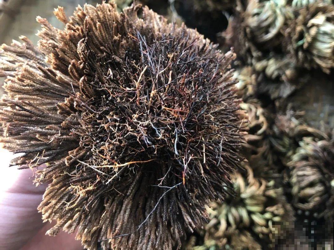 神奇的卷柏，可以起死回生，喷点水就复活！