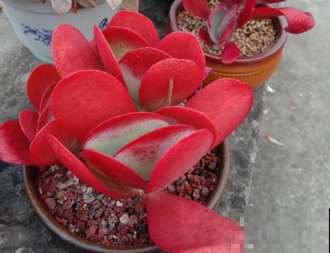 养了5年多肉,从小白变成大神,这些经验送你了! 养了5年多肉,从小白变成大神,这些经验送你了!