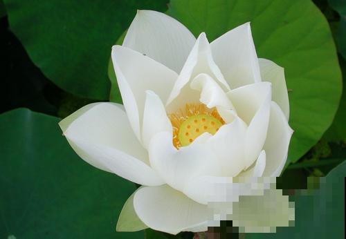 各国的国花,居然被他编成一首诗,太有才了! 各国的国花,居然被他编成一首诗,太有才了!