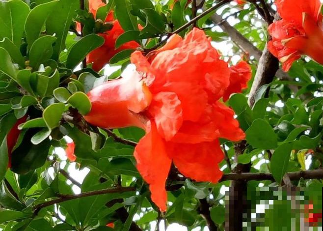 中国各城市市花，都在这里了，看看你所在的城市是什么花吧！