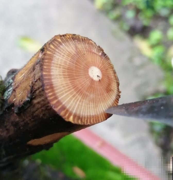 别再扦插啦，教你月季嫁接法，好活10倍不止！