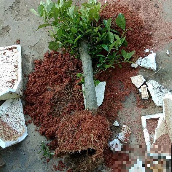 6种花扦插,杆子越粗越好活,根长成大扫把! 6种花扦插,杆子越粗越好活,根长成大扫把!