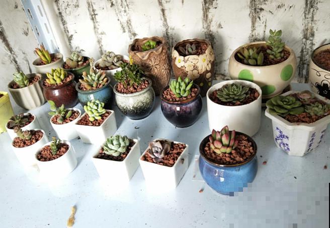 一个大男人,特别喜欢养花,这是种什么样的心态? 一个大男人,特别喜欢养花,这是种什么样的心态?