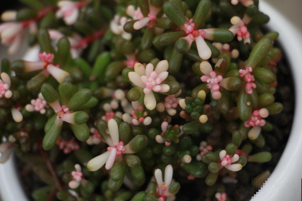 多肉市场上的骗局，赶紧记住，遇见了少上当
