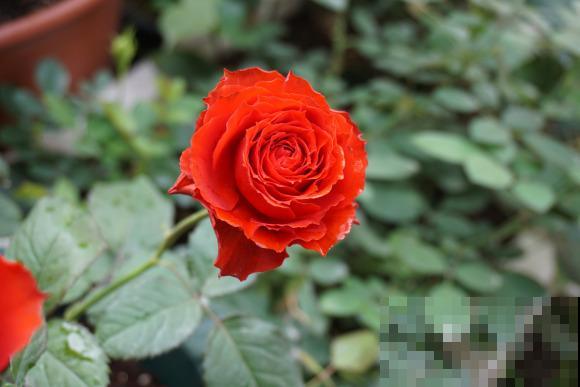 这些花,名字真让人尴尬,一读出来都没法听! 这些花,名字真让人尴尬,一读出来都没法听!