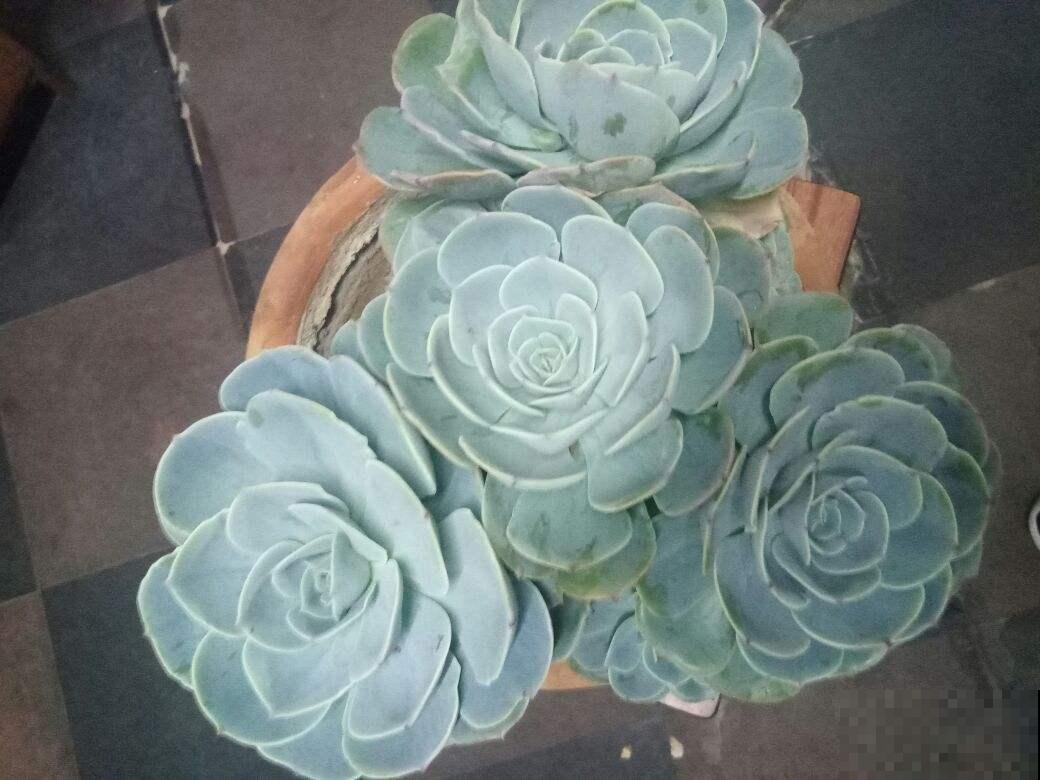 3种多肉黑腐王，夏天养最头疼，一不小心就死光