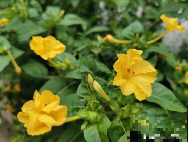 农村院里的3种茉莉花，十里外都飘香，越晒越疯长！