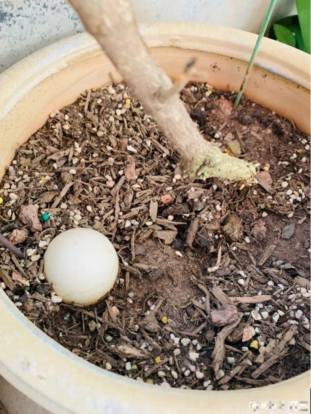 花盆里埋一捆电线，竟然再也不黄叶，花还蹭蹭开爆！