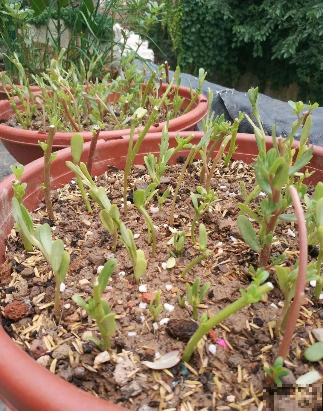 养花要狠得下心,枝条剁八段,呼呼长成新盆栽 养花要狠得下心,枝条剁八段,呼呼长成新盆栽