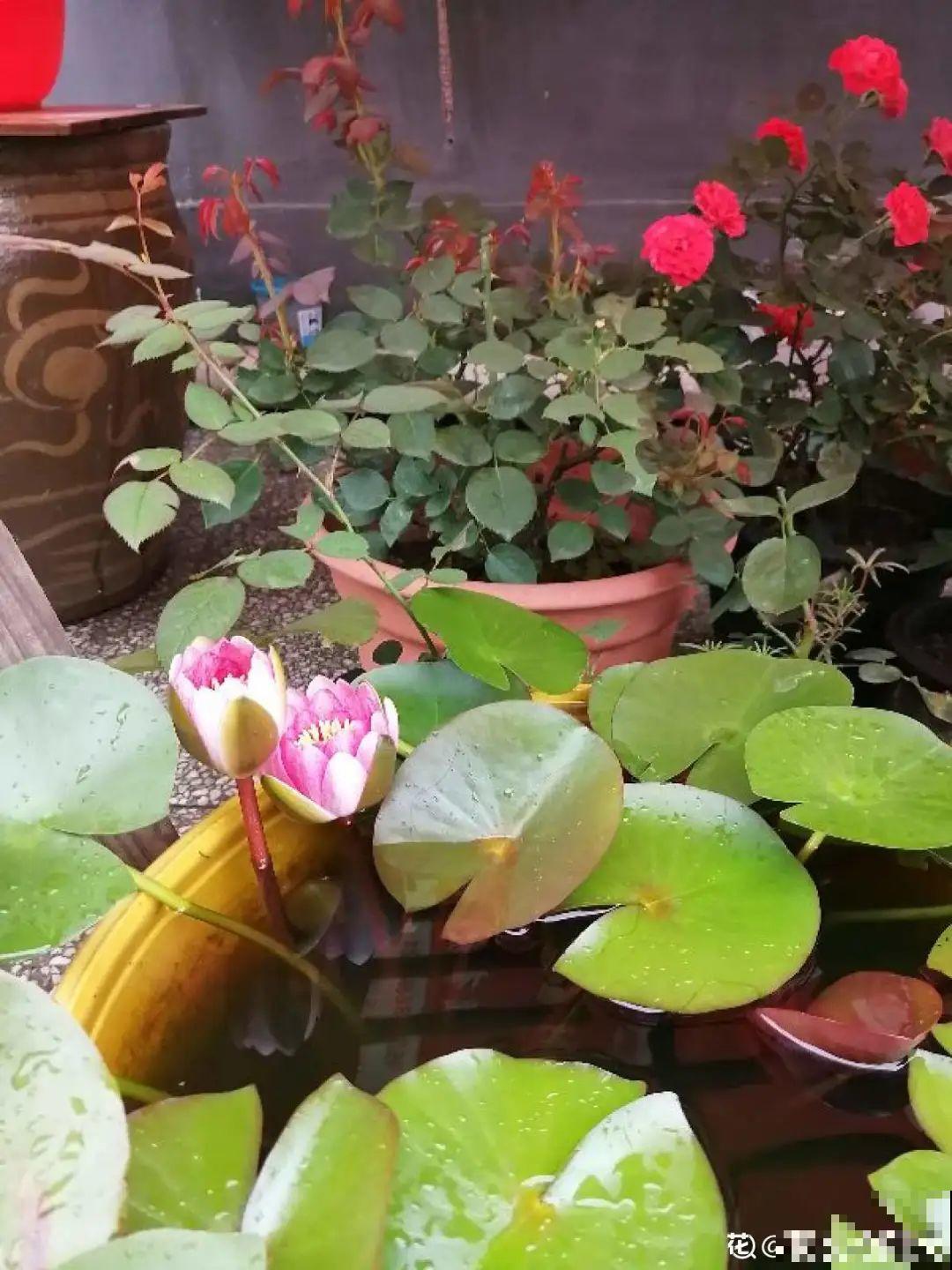 买花要瞪大眼睛，长得太像容易上当，大家要注意