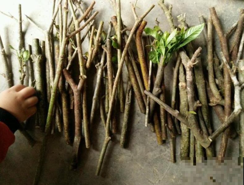 6种花扦插,杆子越粗越好活,根长成大扫把! 6种花扦插,杆子越粗越好活,根长成大扫把!