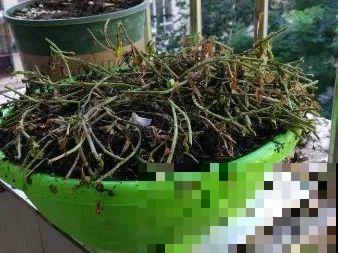 三角梅狠心剪一剪，花芽蹭蹭冒，开爆盆