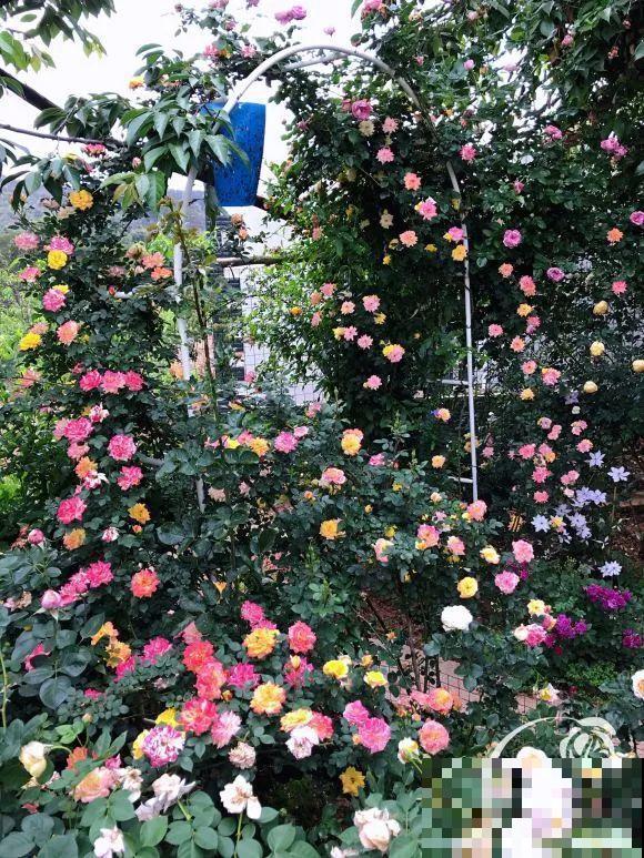 女儿辞职，回家养花，老爸说：15亩地，你负责养花，我负责蔬果！