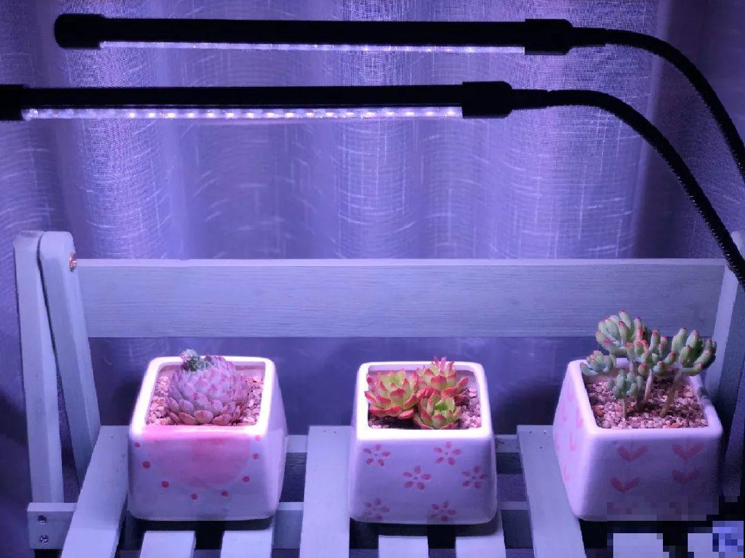 5种花不能长太高，一长高就砍，否则再也不开花！