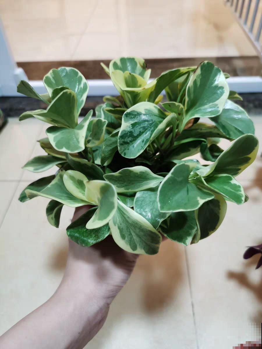 12种花，堪称“耐阴王”，比绿萝好看一万倍！