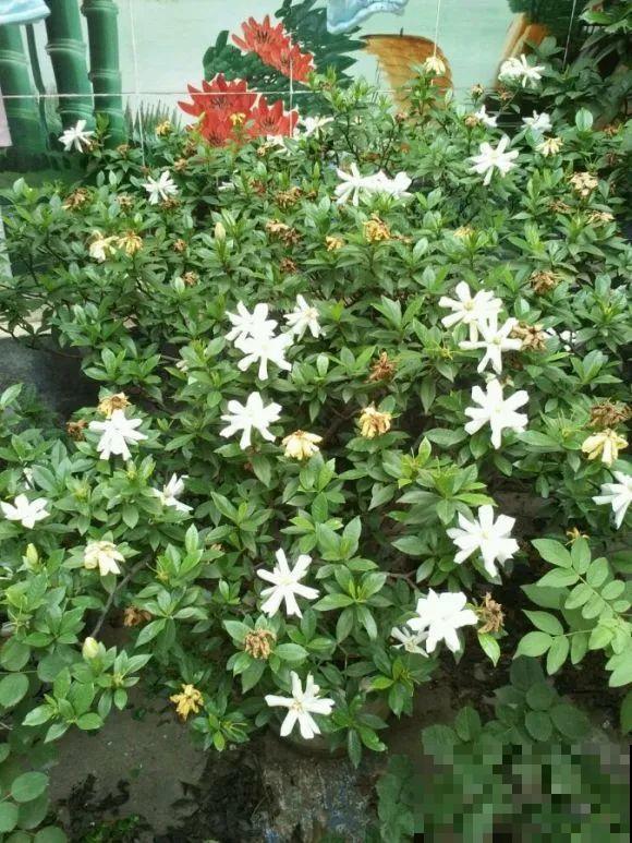 养这花，10年都不用换盆，照样养成传家宝