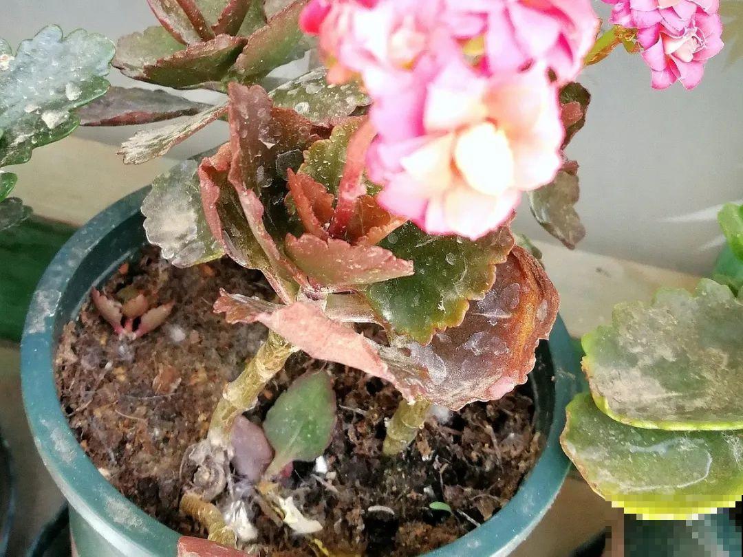 家里有这7种花,少浇水、不能晒,天热要休眠! 家里有这7种花,少浇水、不能晒,天热要休眠!