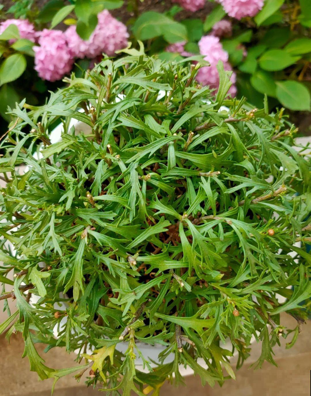 9种花,夏天剃个小平头,平平稳稳度夏天 9种花,夏天剃个小平头,平平稳稳度夏天