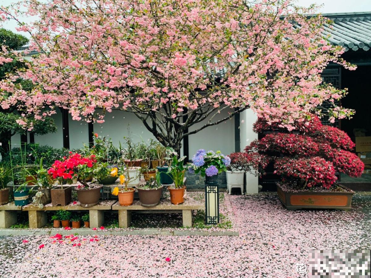 有个小院养养花，退休的生活，也能多姿多彩！