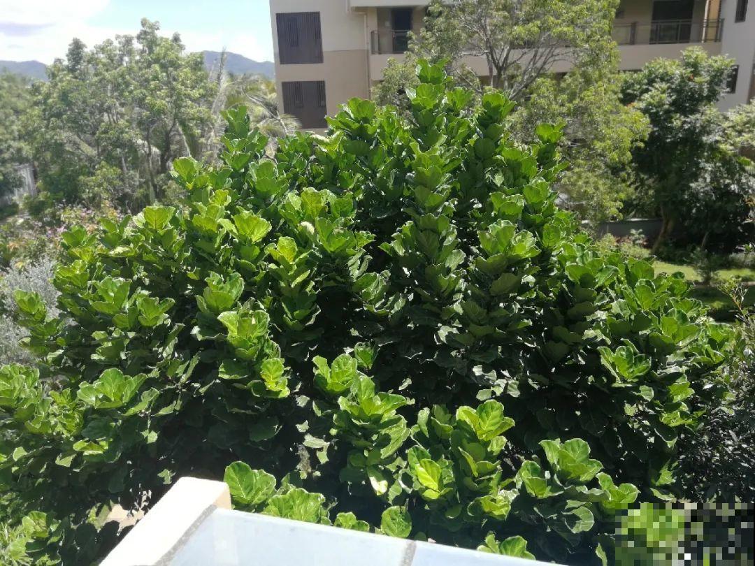 公认难养的20种花,养一盆死一盆,下次还敢买? 公认难养的20种花,养一盆死一盆,下次还敢买?