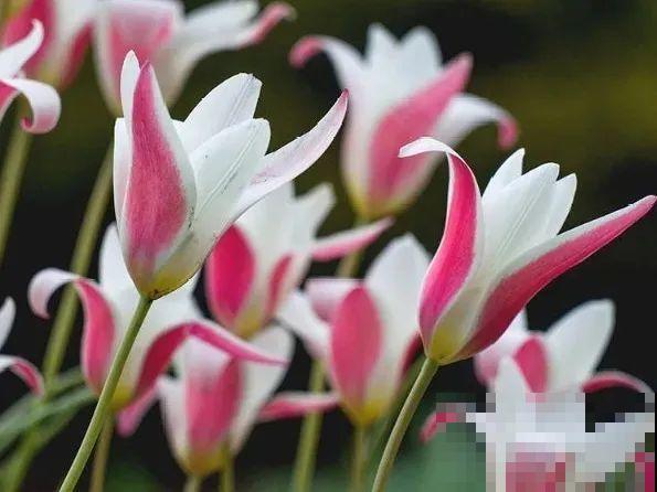 郁金香的“原始”祖先，大雪地里开花，颜值100分！