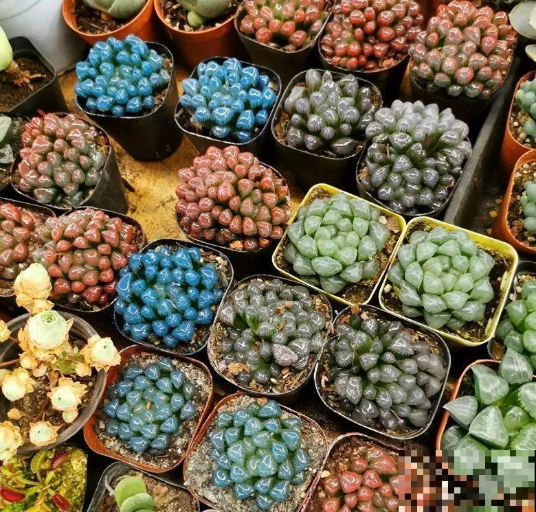 看到这些花,扭头就走,别买,谁买谁吃亏! 看到这些花,扭头就走,别买,谁买谁吃亏!