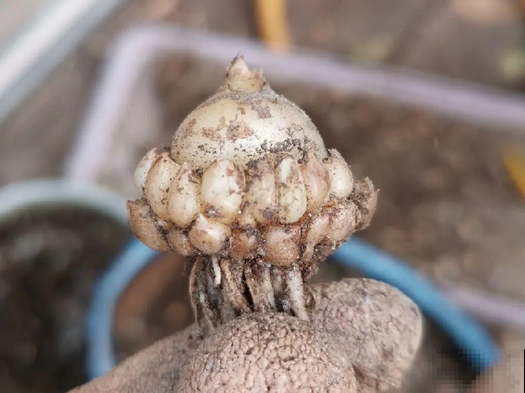 极品小铃铛,养一盆生一窝,冬天也能开花! 极品小铃铛,养一盆生一窝,冬天也能开花!