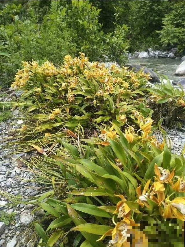 7种花不要随便挖，轻则罚款，重则坐牢！