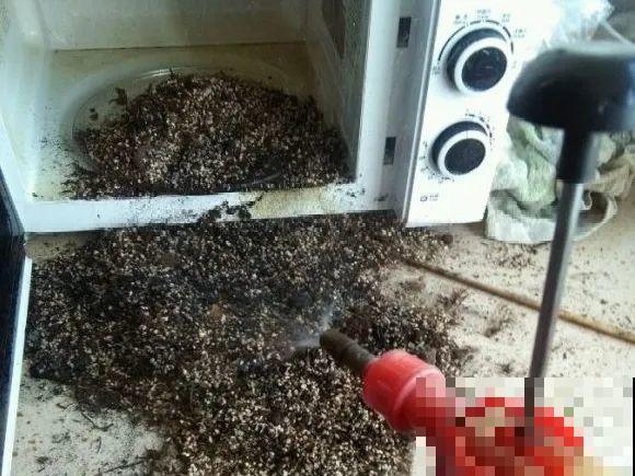 花盆长出这4种东西，别犹豫，赶紧换土