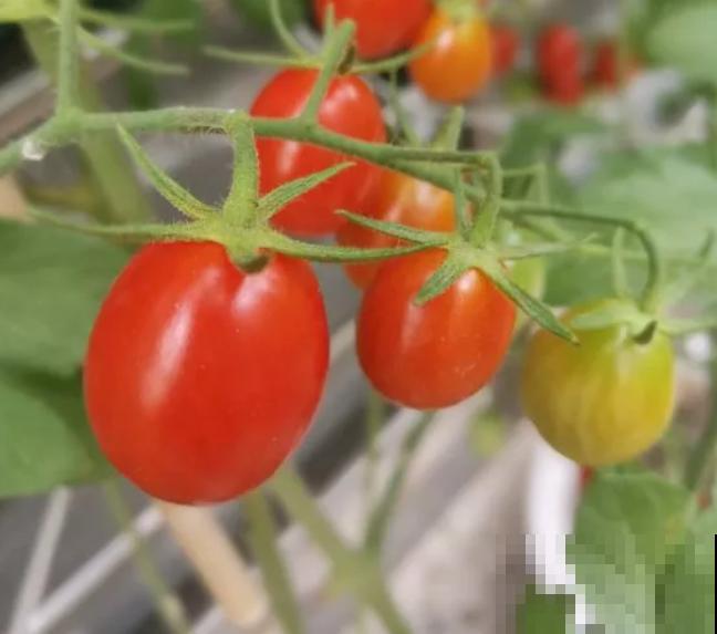 阳台种菜,这些菜不能挨着种,不然肯定长不好! 阳台种菜,这些菜不能挨着种,不然肯定长不好!