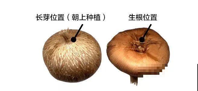 2块钱一盆的花,竟然开出一大片,谁不买亏大了! 2块钱一盆的花,竟然开出一大片,谁不买亏大了!