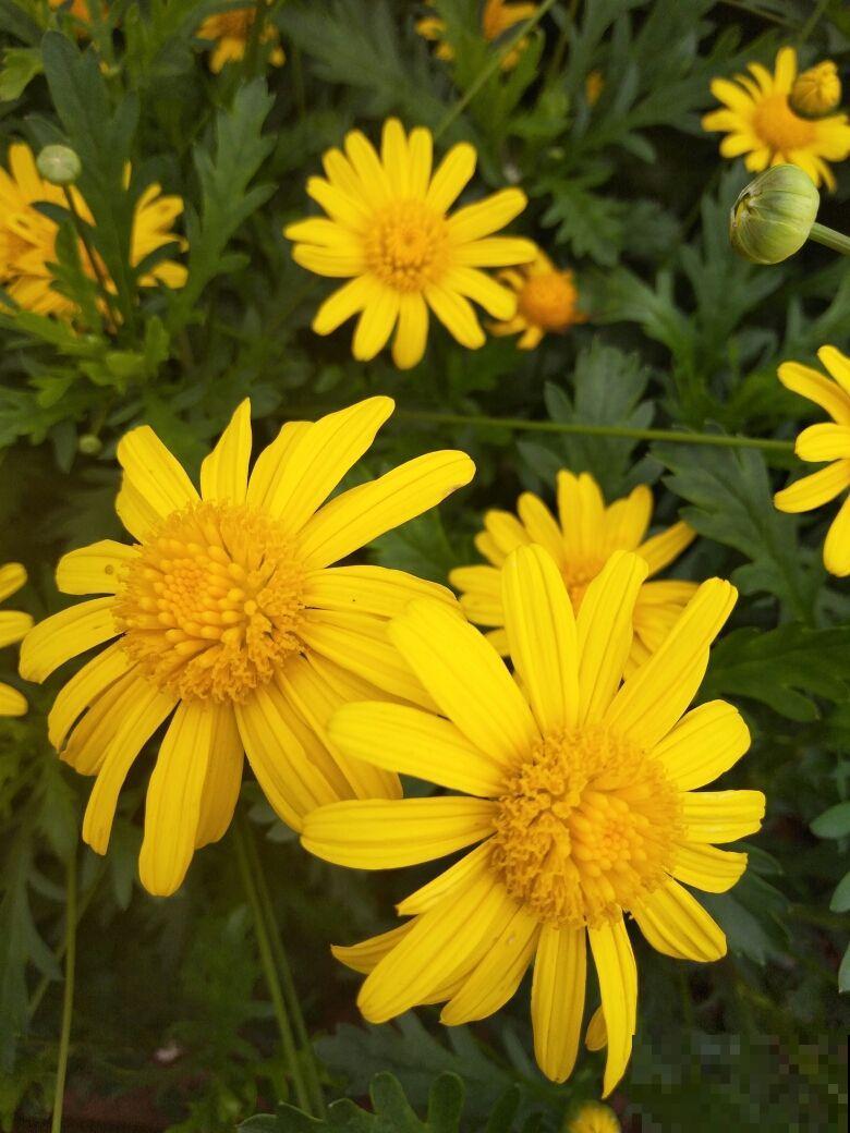 爱养花的女人，都有这7个特质