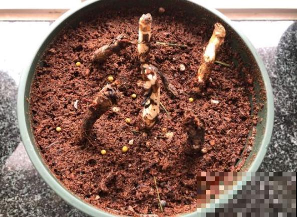 奇葩的催花方式:淋雨,越淋雨越开花! 奇葩的催花方式:淋雨,越淋雨越开花!