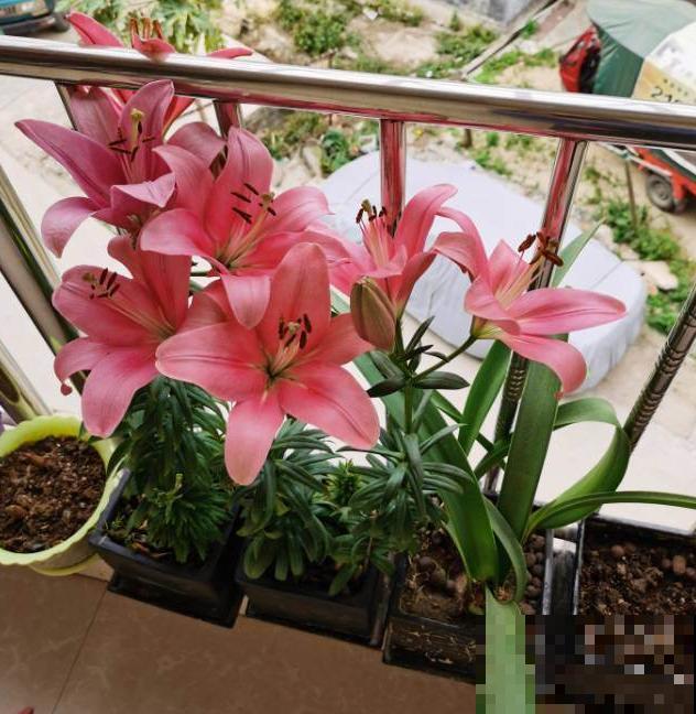 现在别买这种花,种了一年也不开,简直浪费钱! 现在别买这种花,种了一年也不开,简直浪费钱!