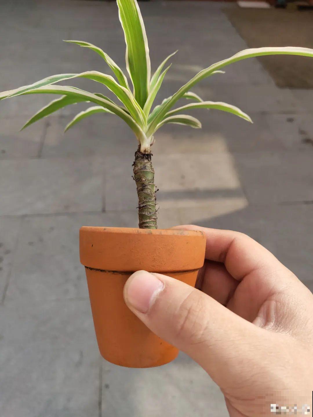 吊兰一根枝,爆出50个小吊,太漂亮! 吊兰一根枝,爆出50个小吊,太漂亮!