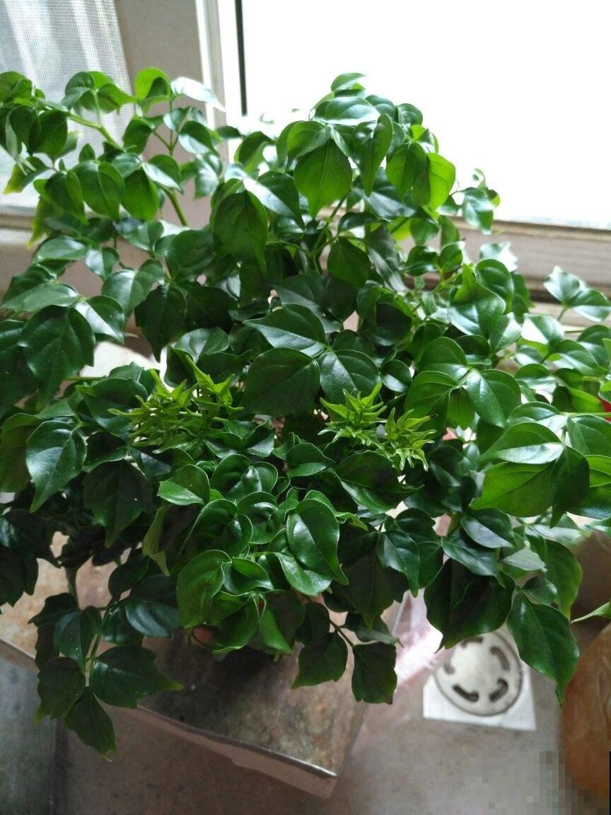 幸福树掉叶子，抓紧开窗通风，多喷水才行