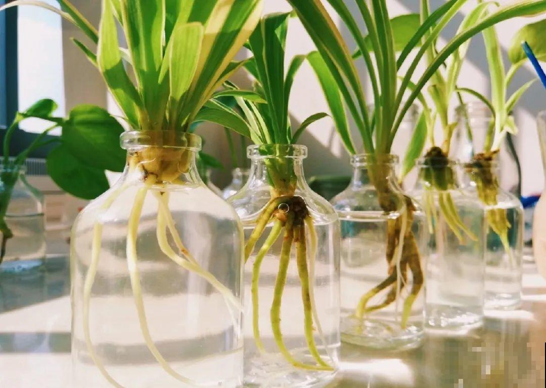 可以浇花的药,过期也要留着,保花不生虫、不生病! 可以浇花的药,过期也要留着,保花不生虫、不生病!