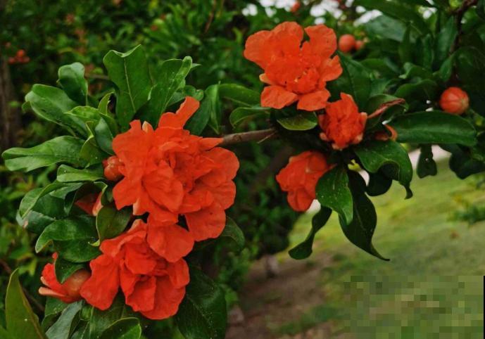 中国各城市市花，都在这里了，看看你所在的城市是什么花吧！