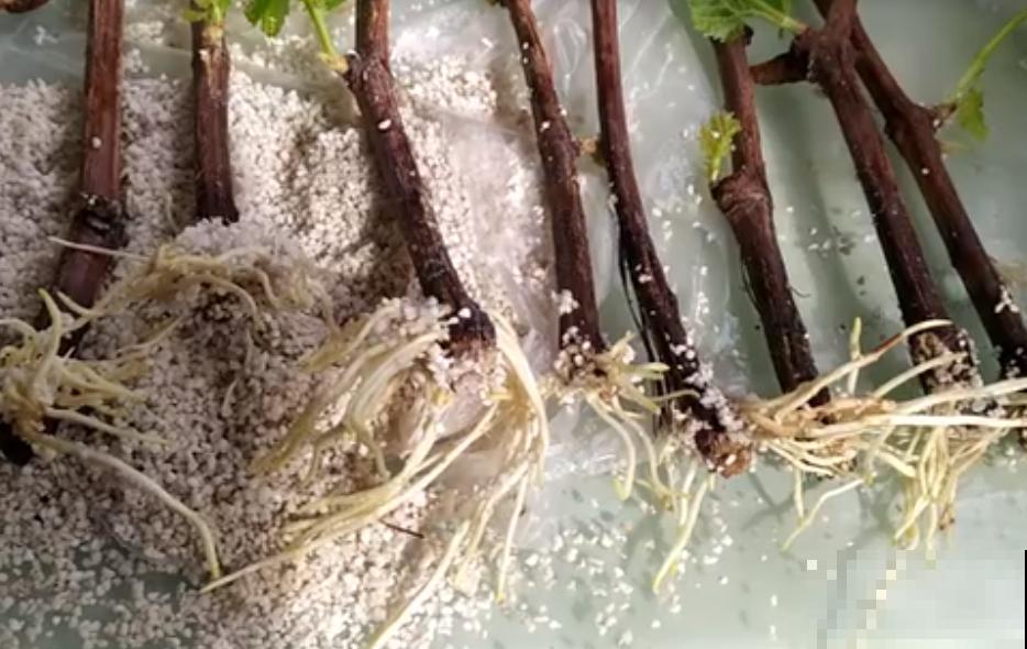 6种花扦插,杆子越粗越好活,根长成大扫把! 6种花扦插,杆子越粗越好活,根长成大扫把!