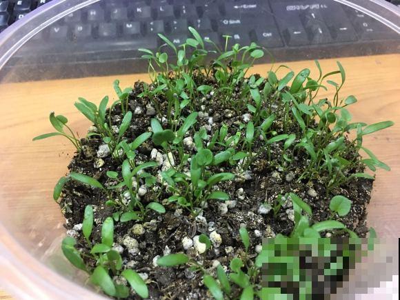 养这花，千万别买种子，全是假的！