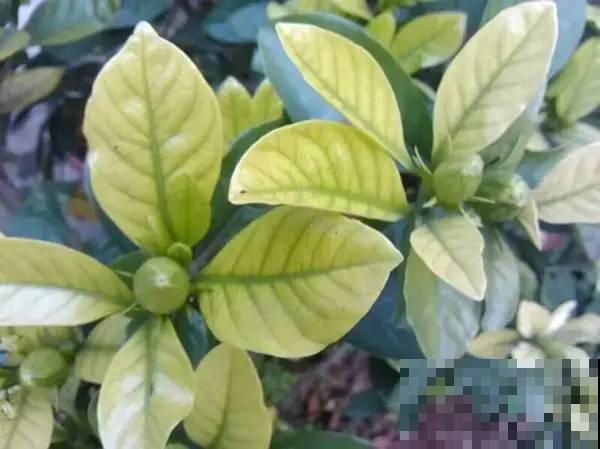 可以浇花的药,过期也要留着,保花不生虫、不生病! 可以浇花的药,过期也要留着,保花不生虫、不生病!